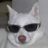 woodoggie's Avatar